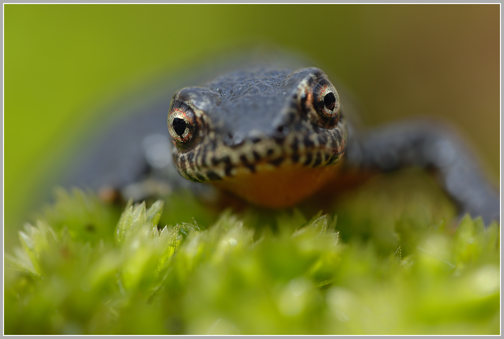 Bergmolch (Triturus alpestris)