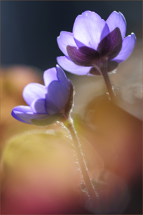 Herbst und Frühling