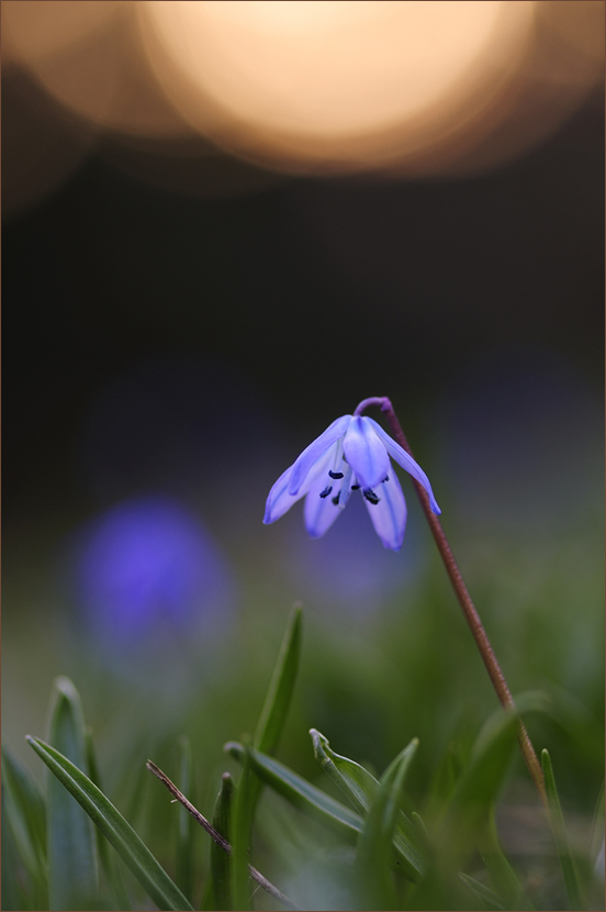 Im Abendlicht
