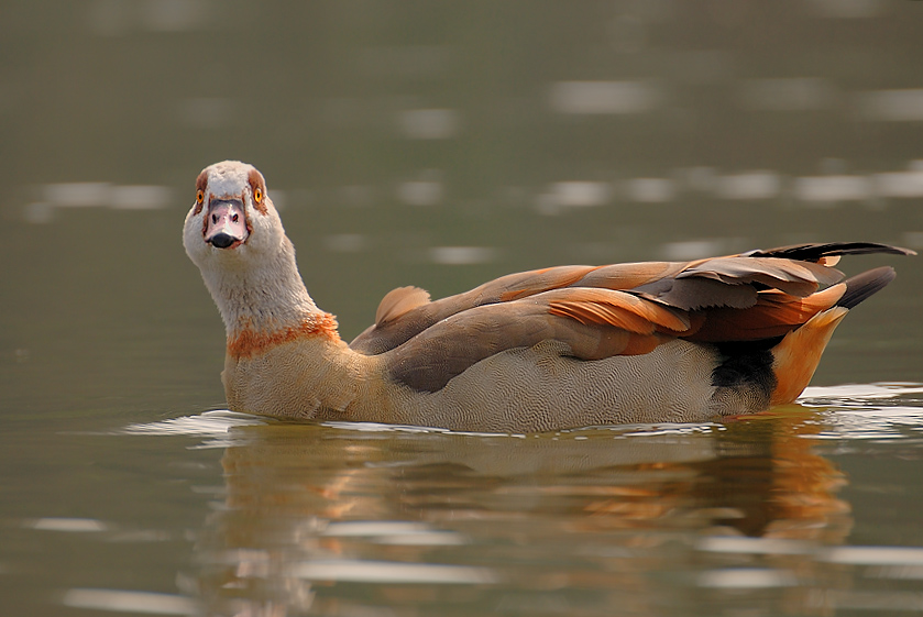 Nilgans (Alopochen aegyptiacus)