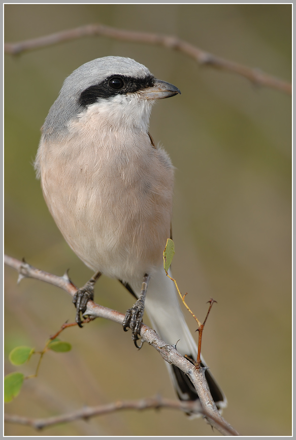 Neuntöter (Lanius collurio)