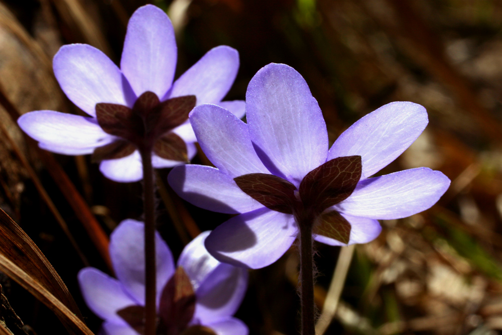 Leberblümchen