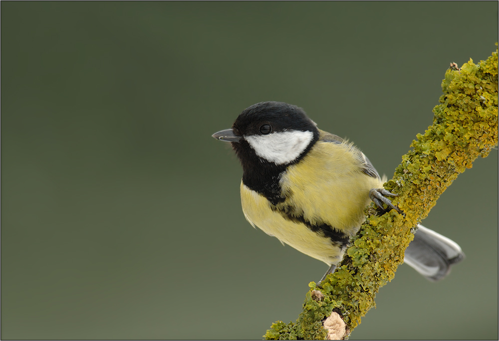 Kohlmeise ( Parus major )
