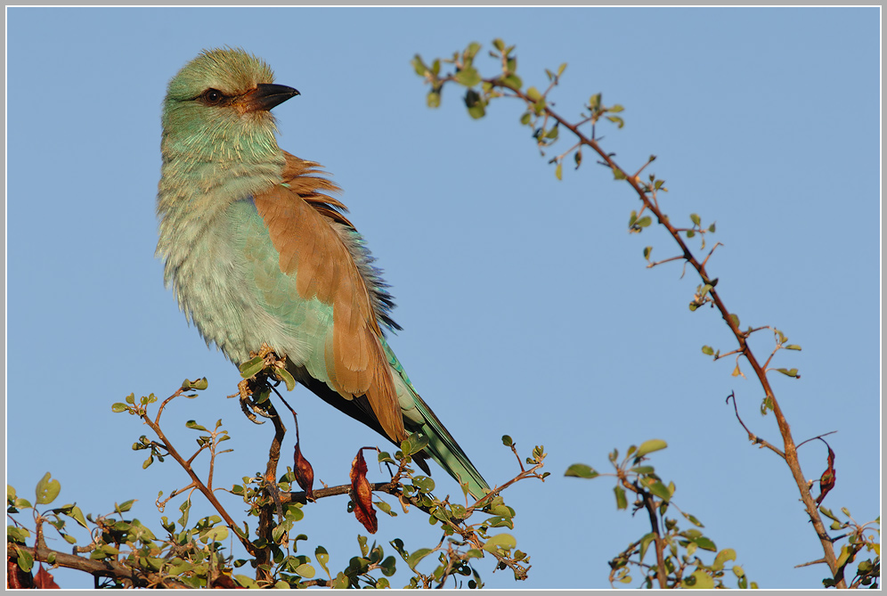 Blauracke (Coracias garrulus)