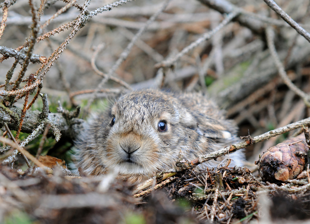 Frohe Ostern