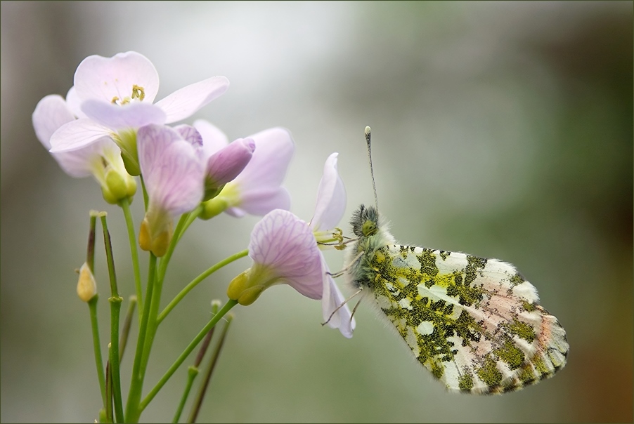 ~ Anthocharis cardamines ~