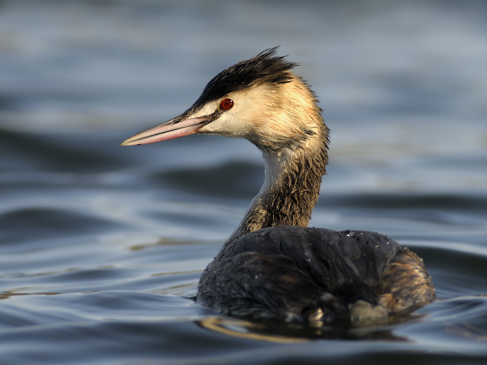 Haubentaucher (Podiceps cristatus)