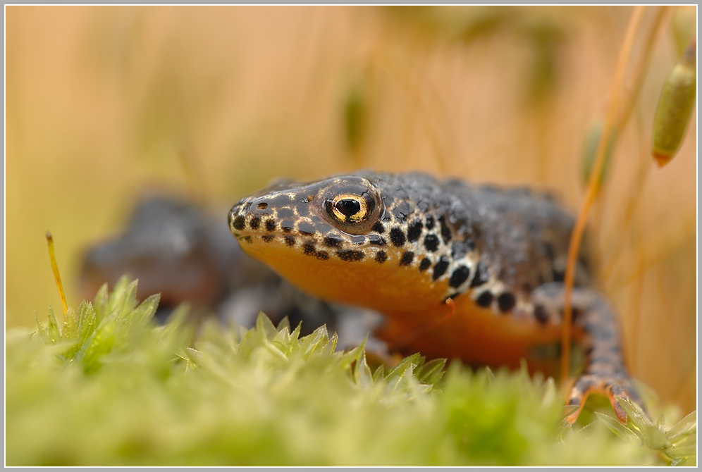 Bergmolch (Triturus alpestris)