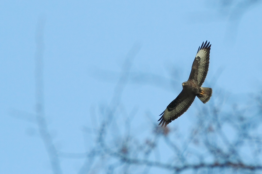 Mäusebussard