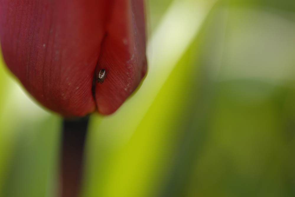 Spinne genießt Tulpenintimität