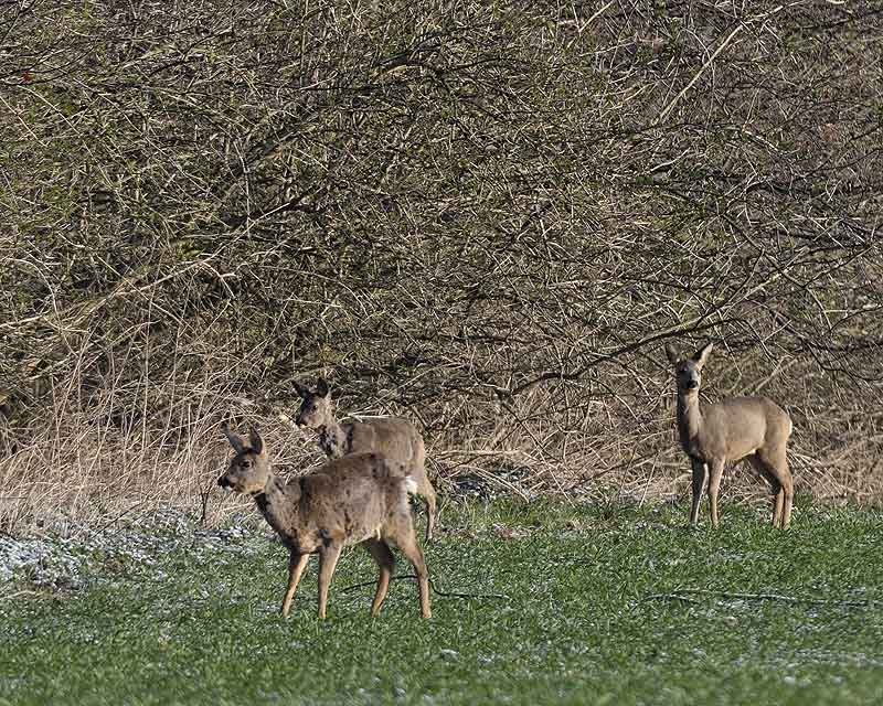 März in der Ruhraue