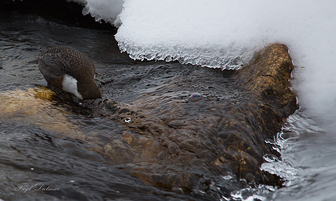 Wasseramsel bei der Futtersuche