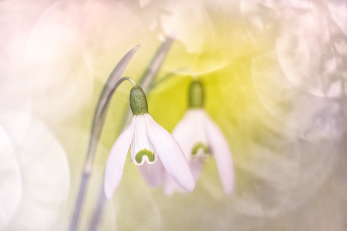 Ein bisschen Frühling