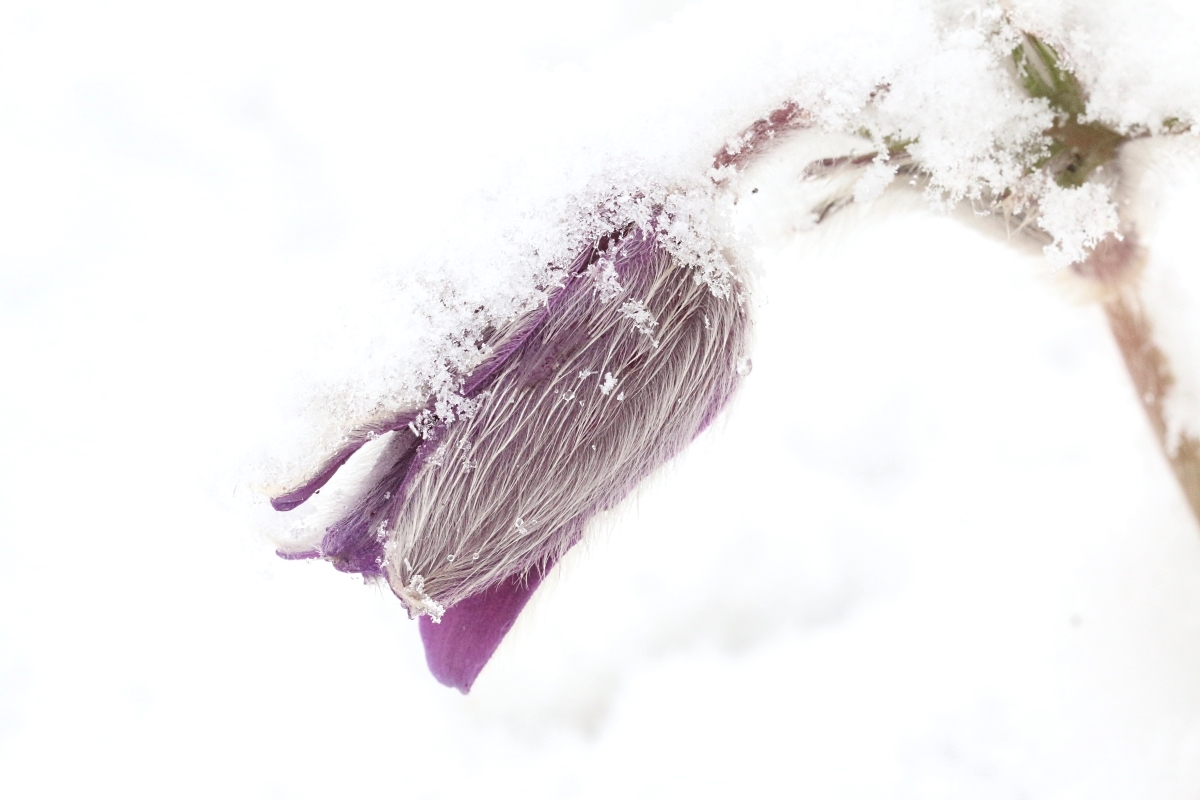 Vom Schnee überrascht