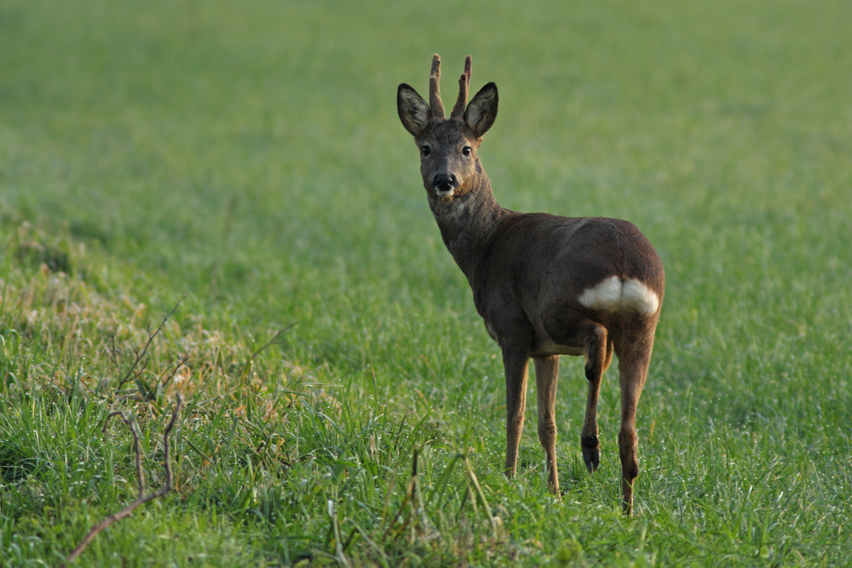 Umherstreifender Bastbock