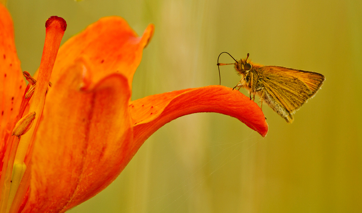 Süsssaftige  Feuerlilienblüte...