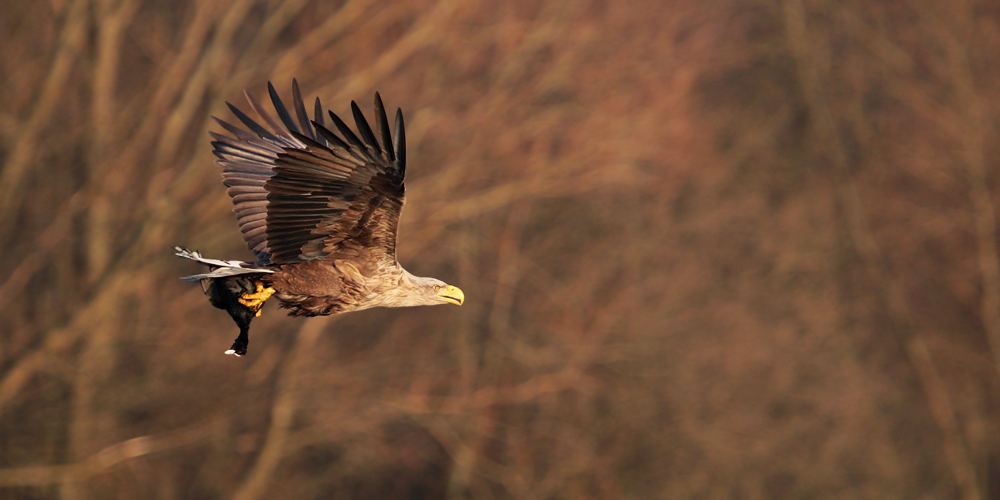 Seeadler im Flug mit Beute