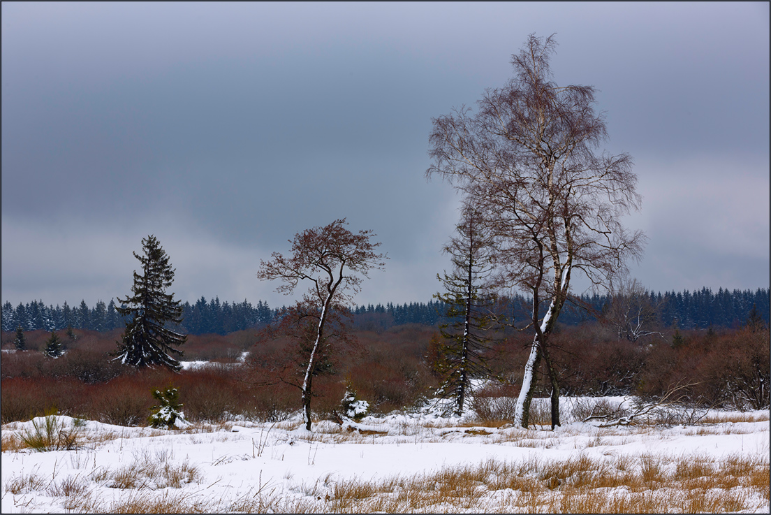 Bäume im winterlichen Venn