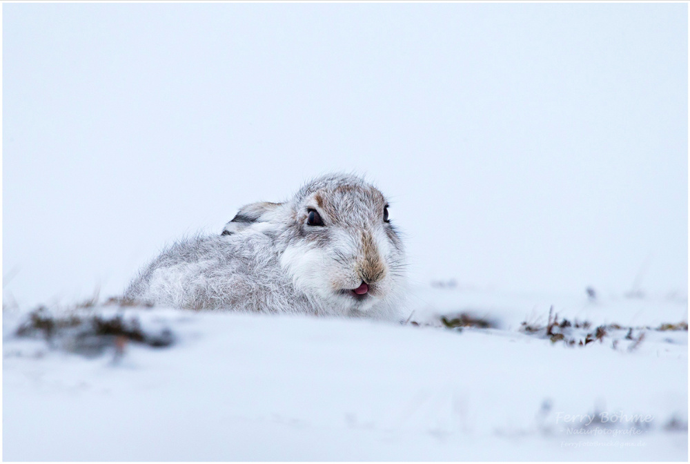 Osterhasi? - nein, Schneehasi!