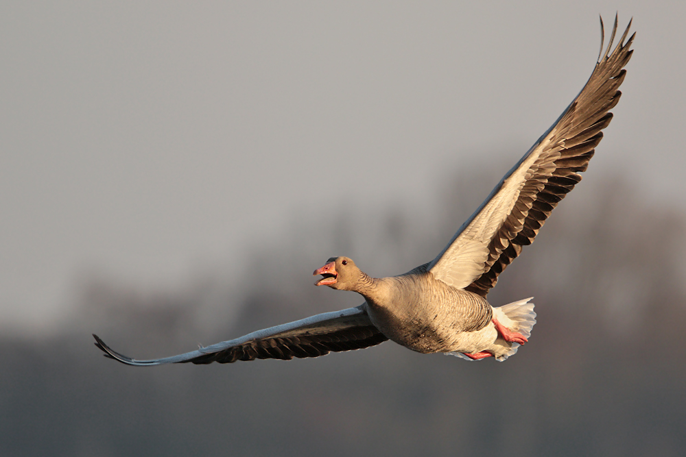 Graugans im Flug