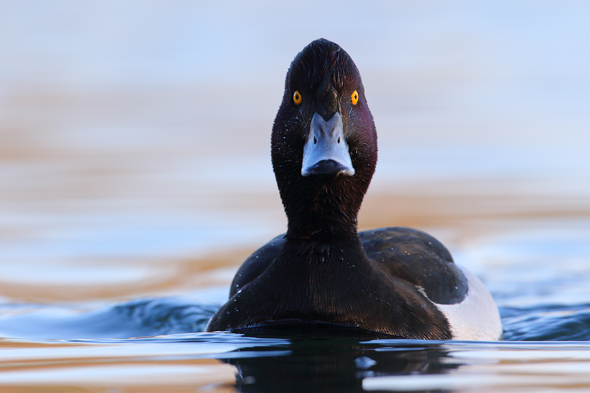 Ente gut, alles gut?