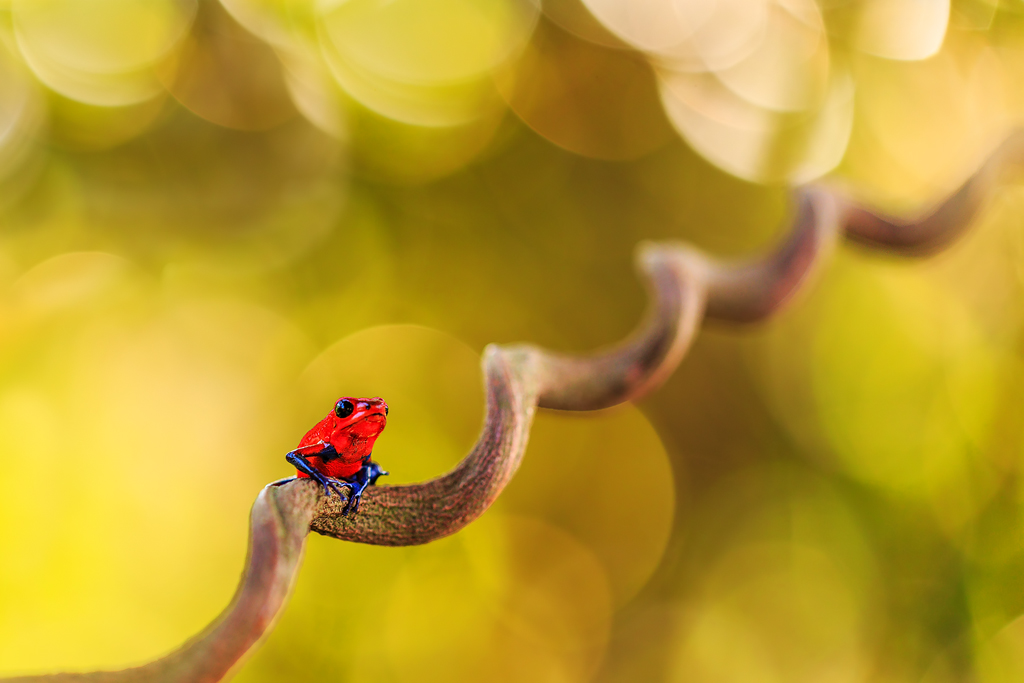 Strawberry Poison-dart Frog