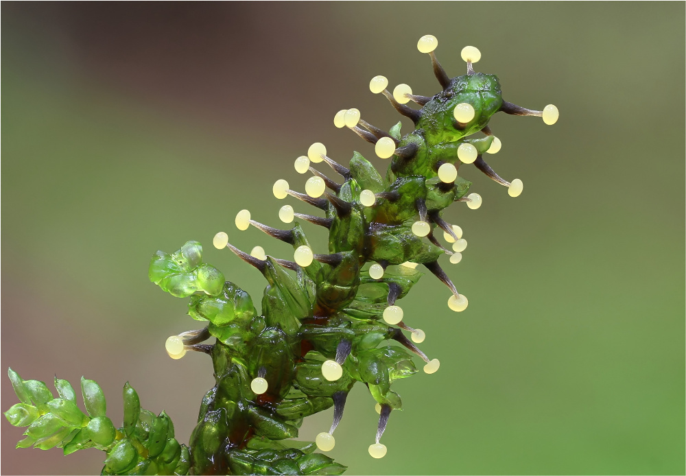 Physarum leucophaeum