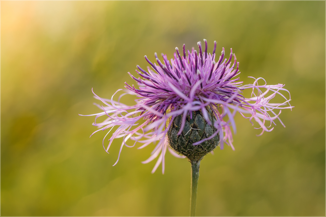 Wiesenflockenblume