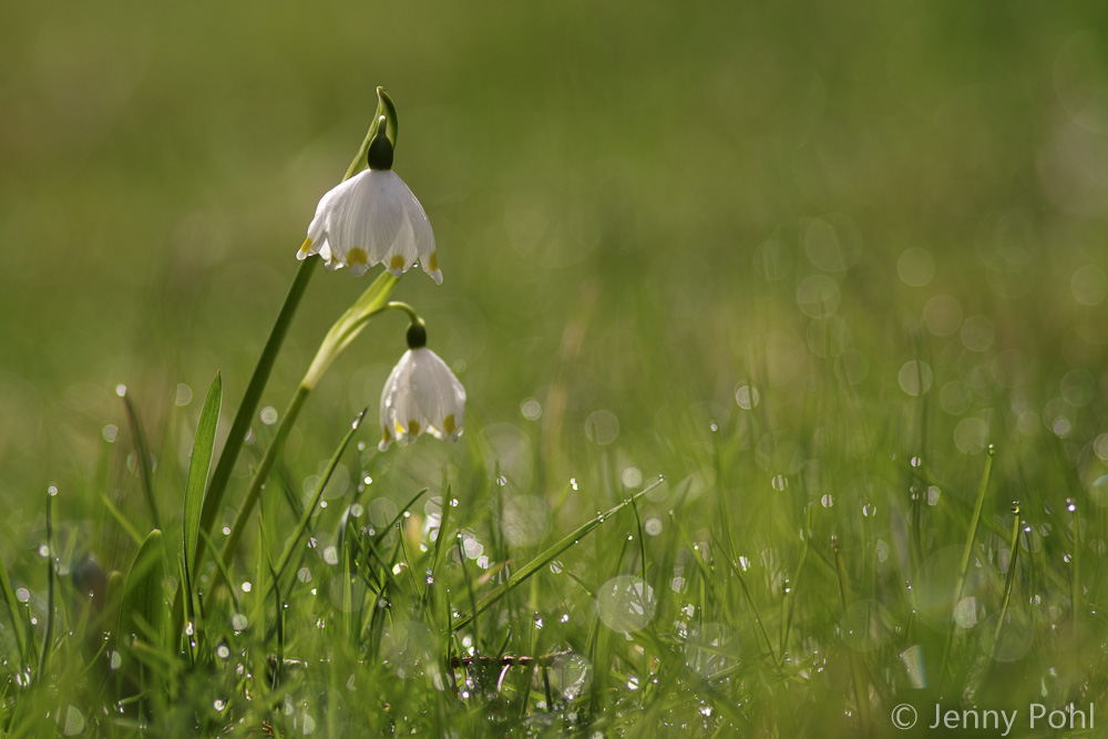 noch ein Frühlingsklassiker