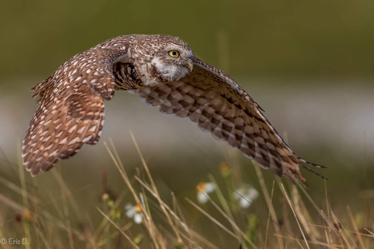 Kaninchenkauz - Nicht nur auf dem Boden  (Burrowing Owl)