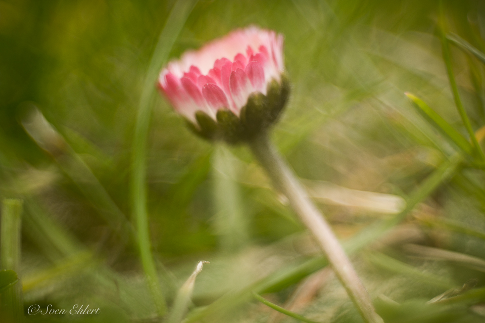 Gänseblümchen