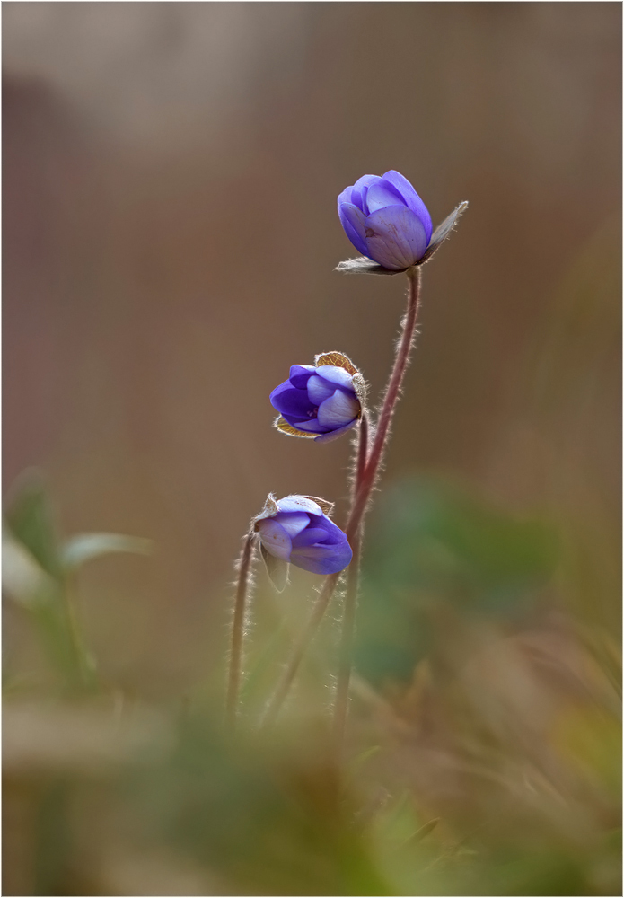 Leberblümchen