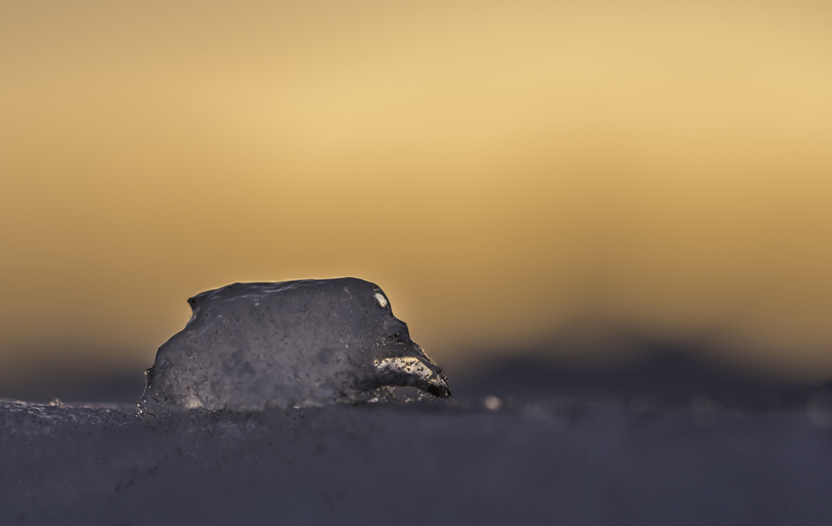 Die Eismaus