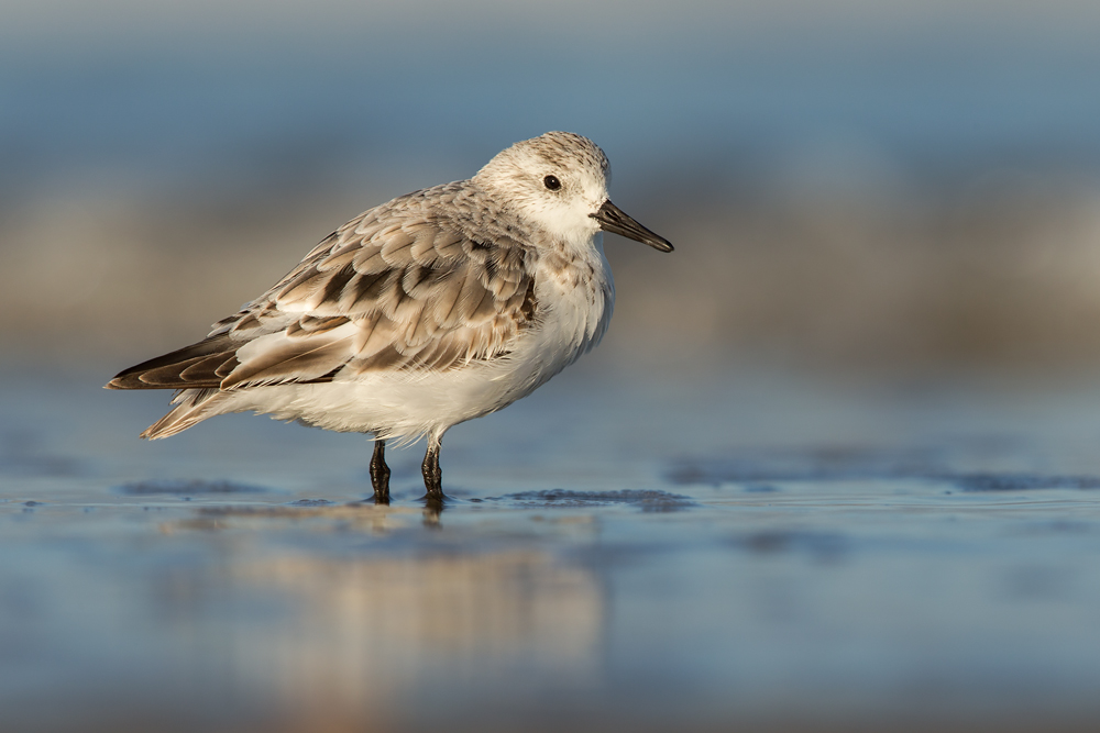 Sanderling