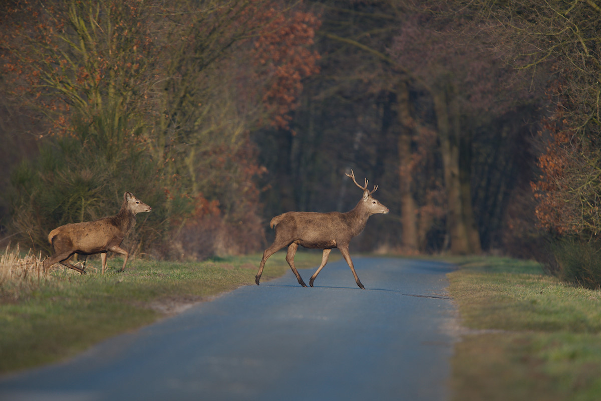 Wildwechsel