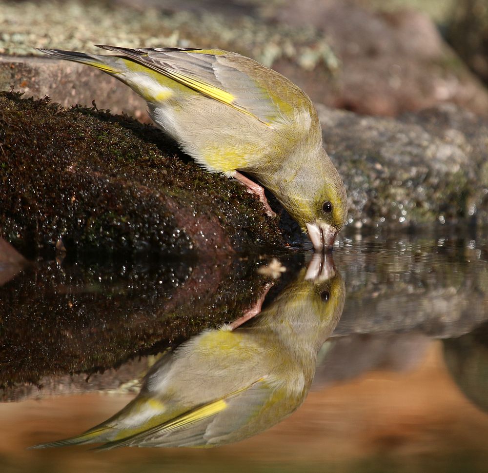 An der Vogeltränke