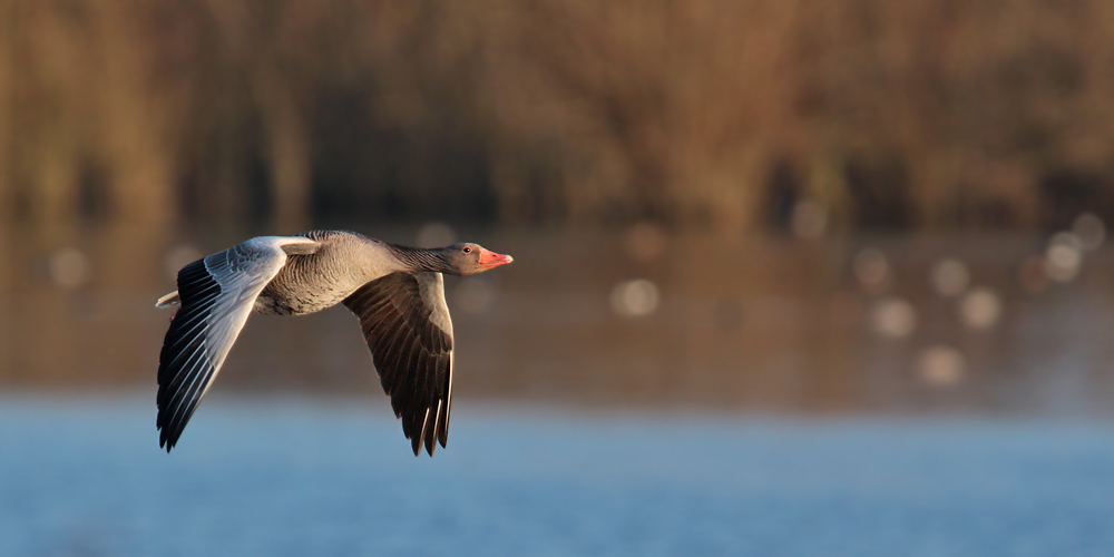 Graugans im Flug