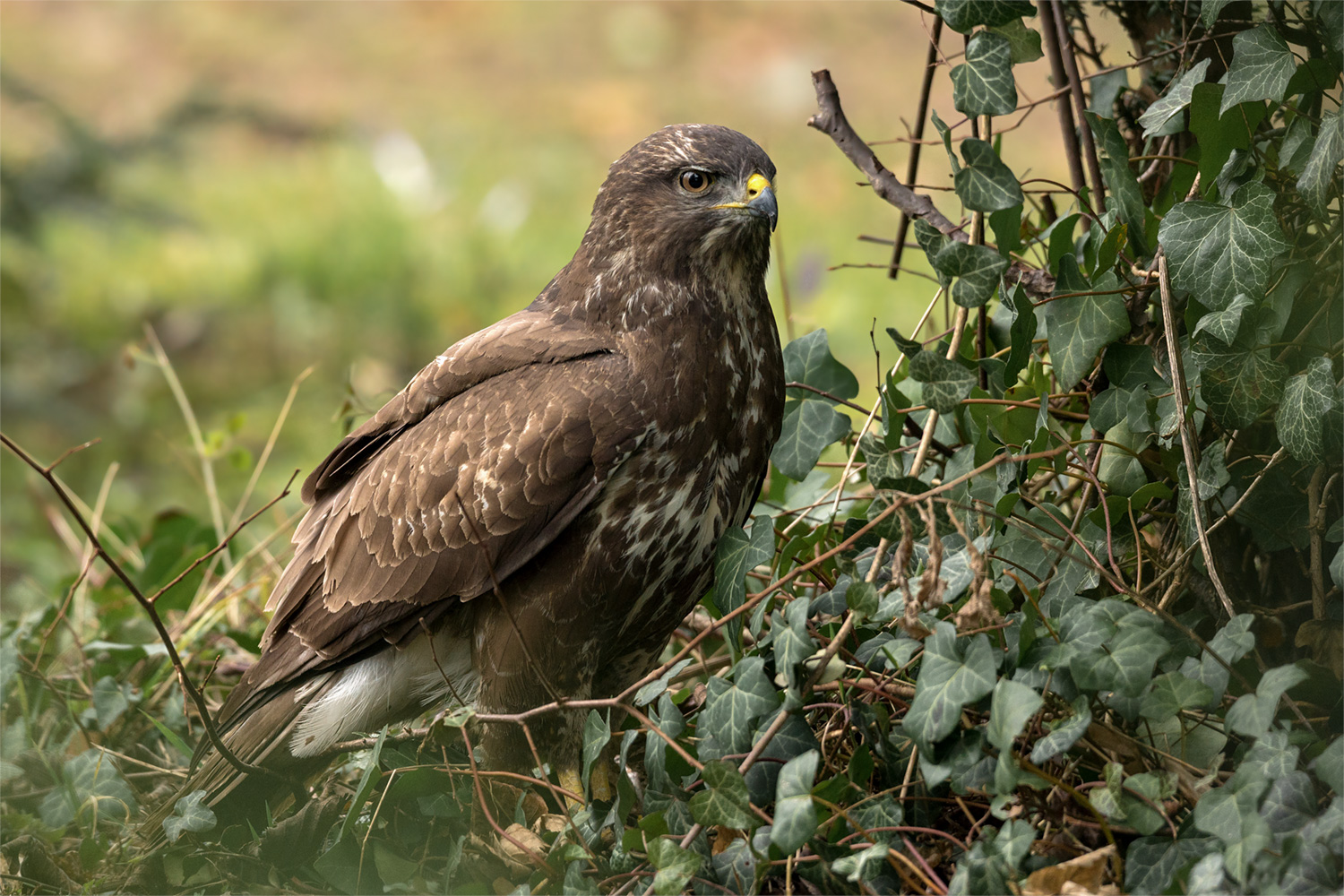 Mäusebussard