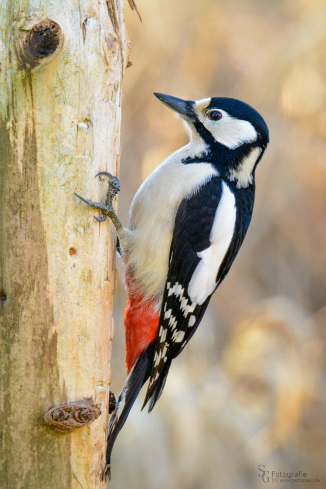 Buntspecht Weibchen (Forum für Naturfotografen)