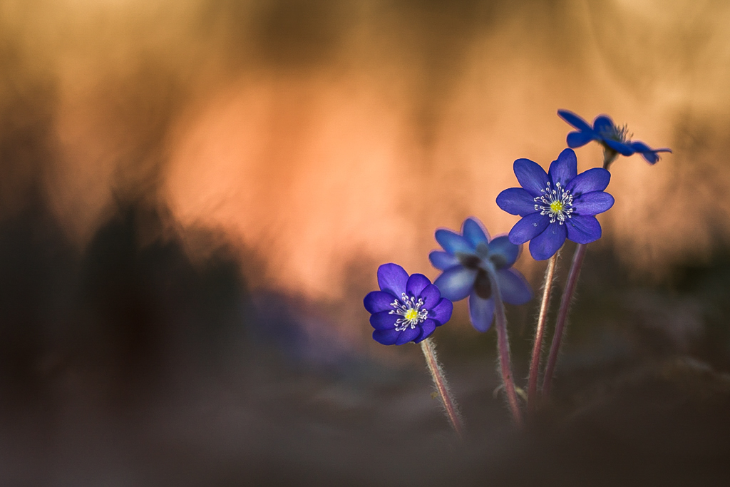 Leberblümchen