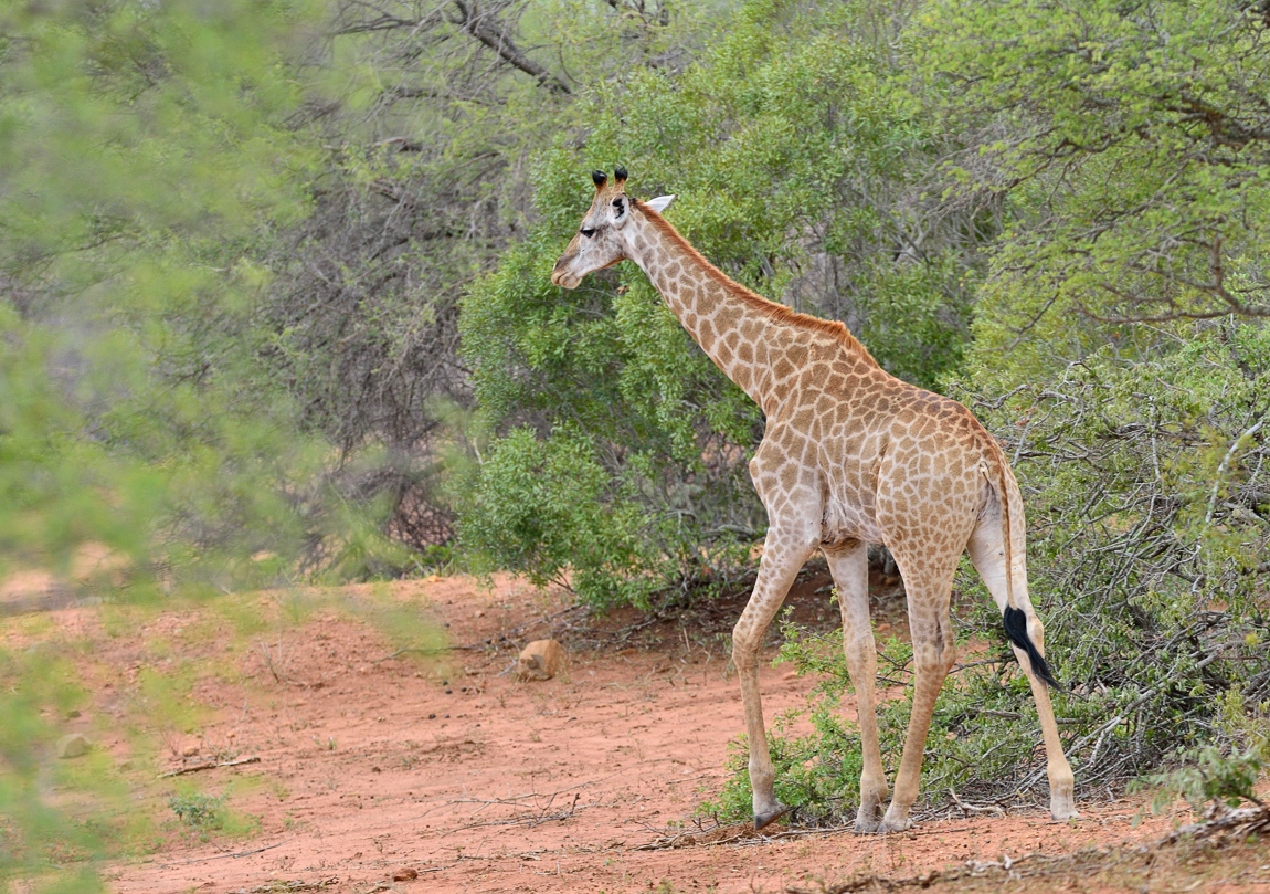 Giraffe