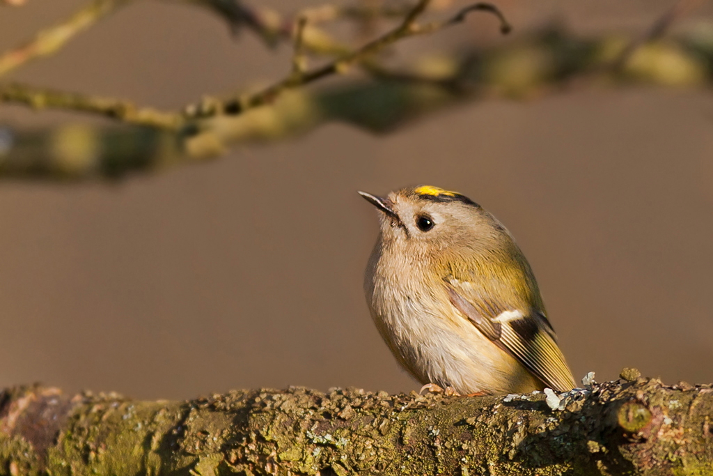 Wintergoldhähnchen