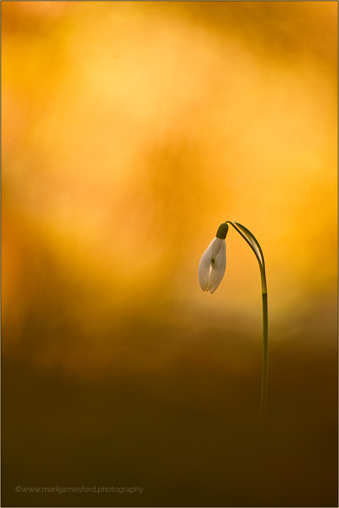 Alone In The Light