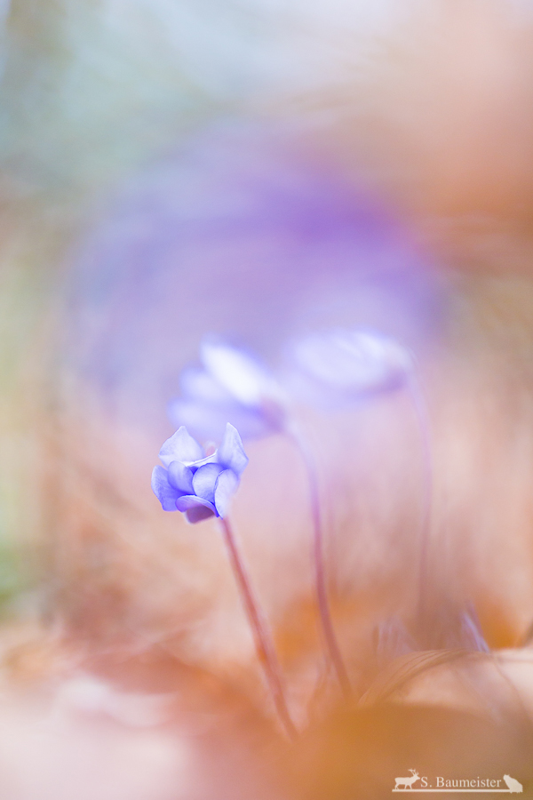 Leberblümchen