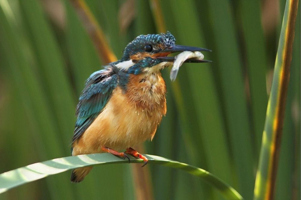 On the bulrush