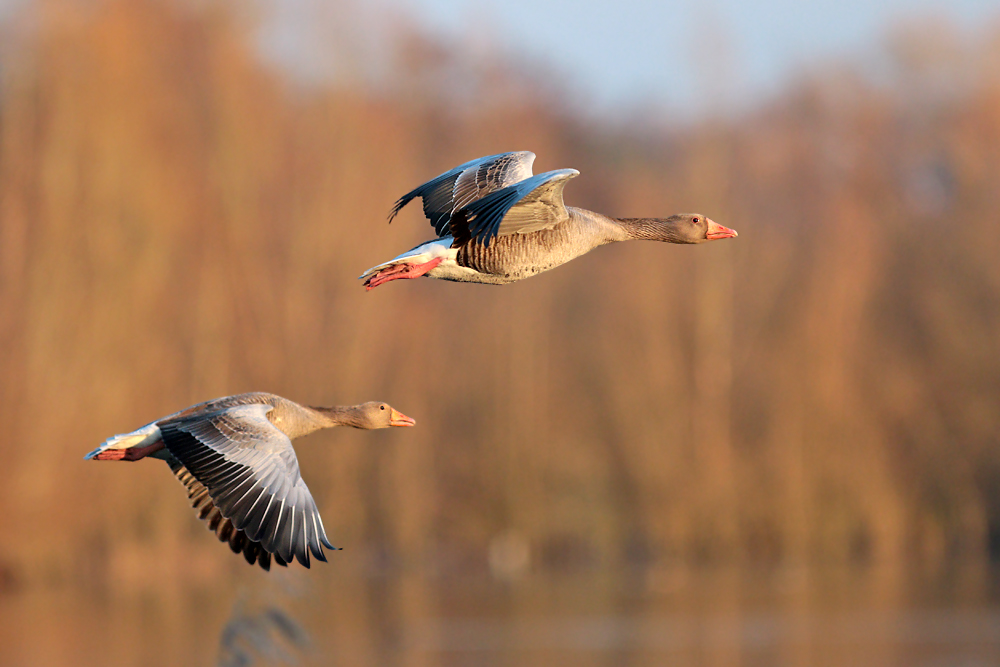 Graugänse im Flug