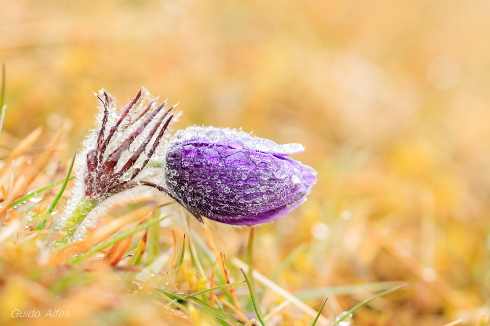 Schellenblüte