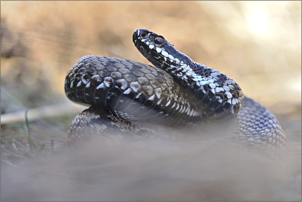 Vipera Berus