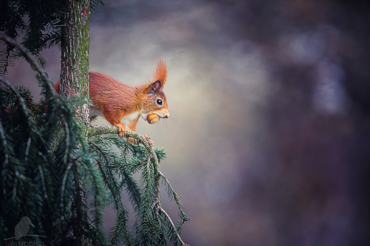 Eichhörnchen (Sciurus vulgaris) - écureuil