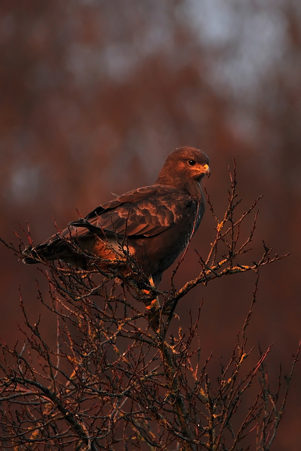 Mäusebussard in der Abendsonne